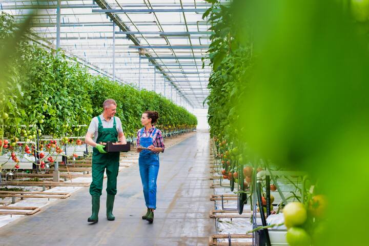 People walking in the tomato greenhouse