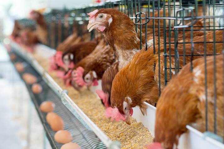 Hen, Chicken eggs and chickens eating food in farm.