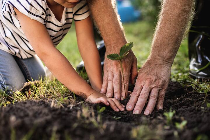 Close up of hands of child and his grandfather planting tree in orchard