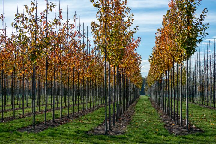 Public and privat garden, parks tree nursery in Netherlands, specialise in medium to very large sized trees, plantation of grey alder trees in rows