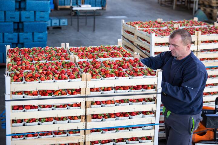 Worker prepares wooden pallets with strawberries for the wholesale market