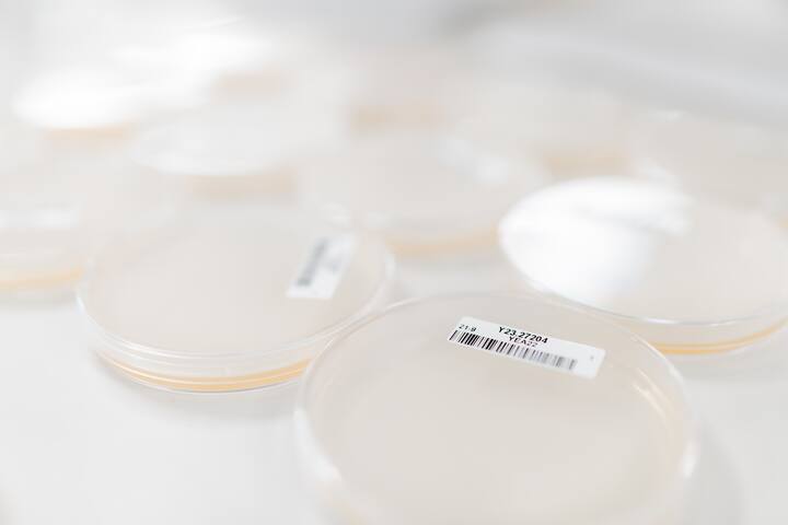 petrischaaltjes in lab