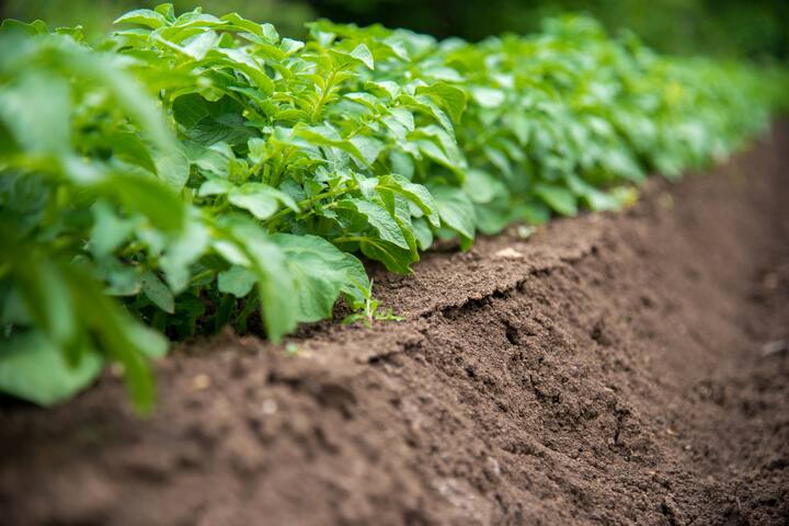 Rows of young potato plants on the field - selective focus, copy space