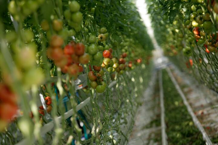 GroenAgroControl
Distributieweg 1
2645 EG . Delfgauw.
015-2572511
Barend Groen
iov Marianne Kester
Gemaakt op :01-03-2004
